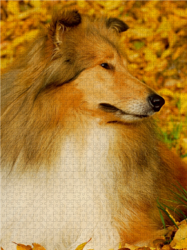 Collie - Herbstfarben