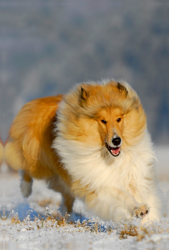 Collie - Winterfreuden