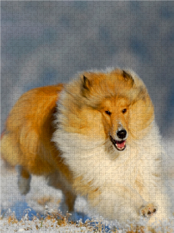 Collie - Winterfreuden