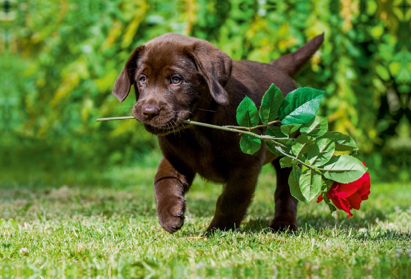 Labrador Retriever - Kleiner Rosenkavalier