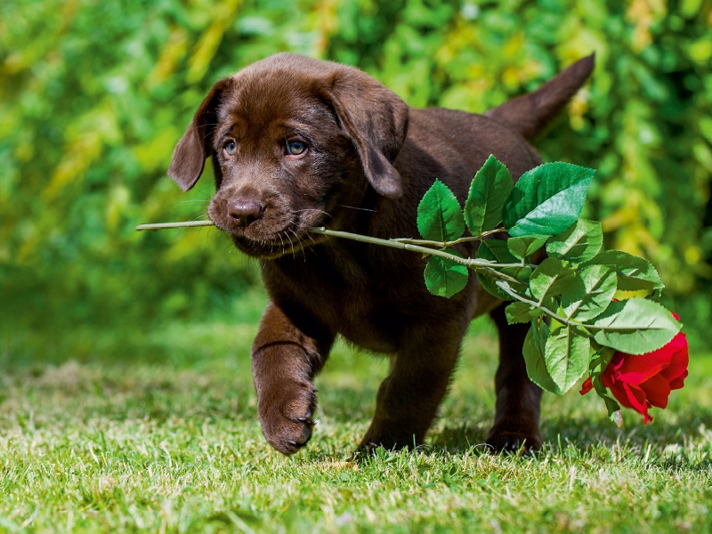 Labrador Retriever - Kleiner Rosenkavalier