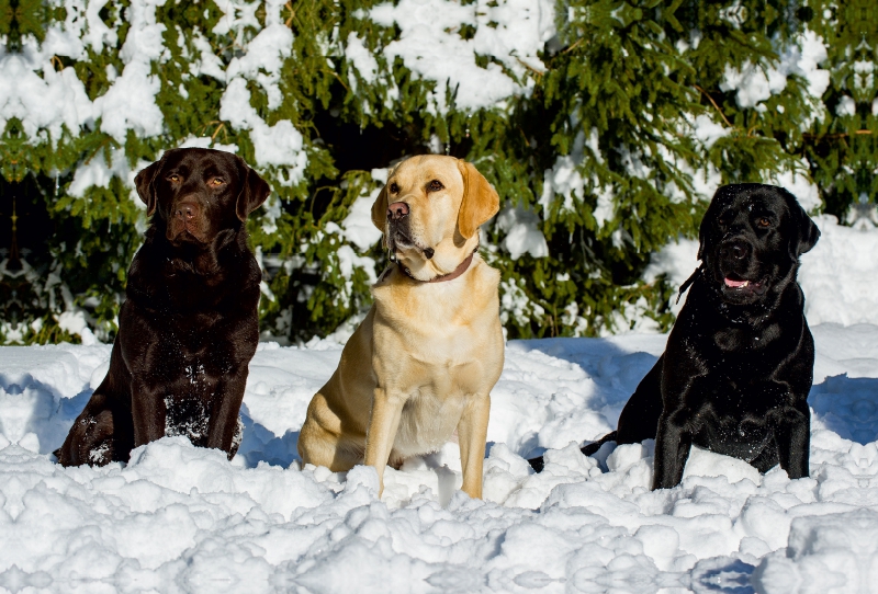 Labrador Retriever - Freunde für´s Leben