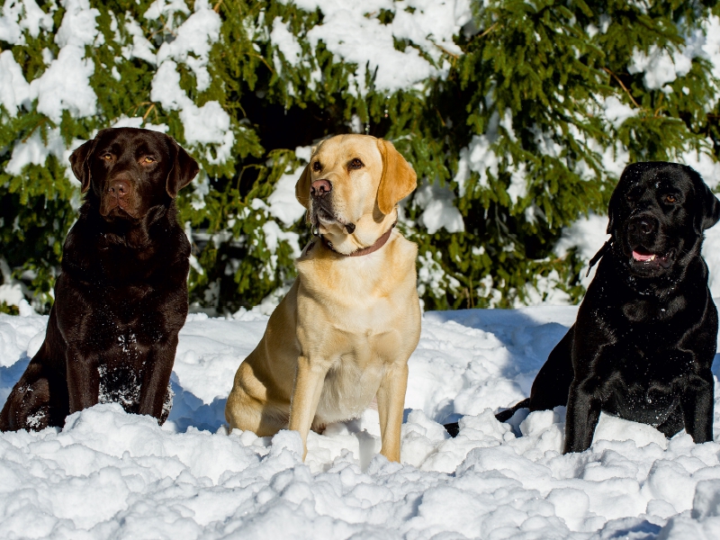 Labrador Retriever - Freunde für´s Leben