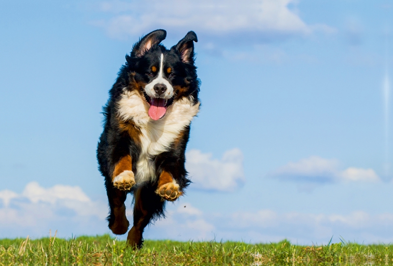 Berner Sennenhund Merlin