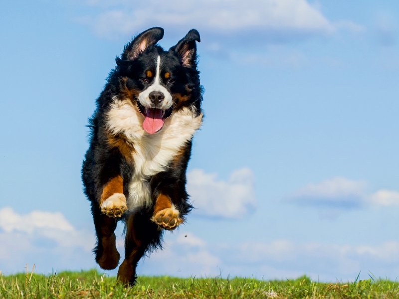 Berner Sennenhund Merlin