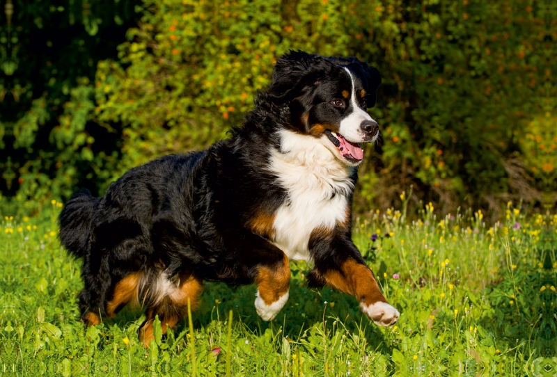 Berner Sennenhund auf der Wiese