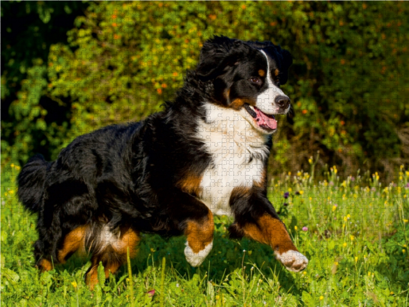 Berner Sennenhund auf der Wiese