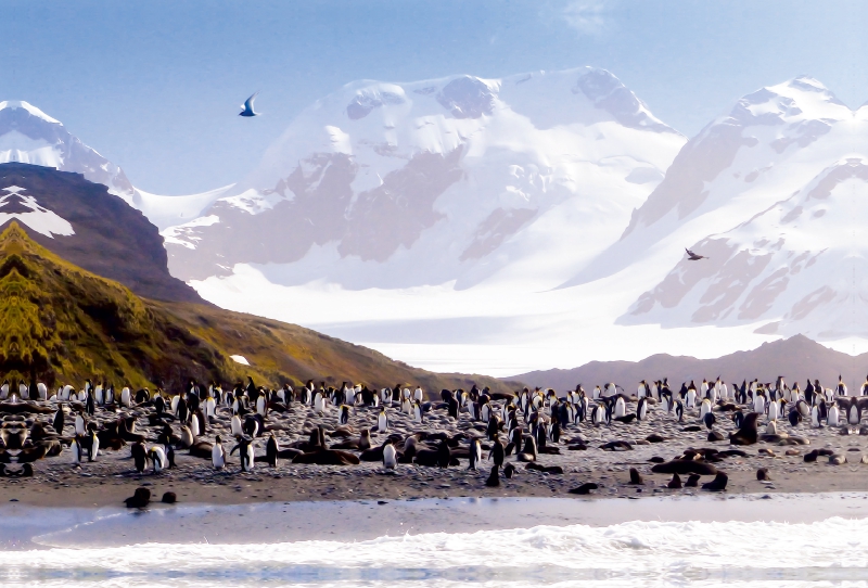 Pinguin Kolonie im Naturparadies Antarktis