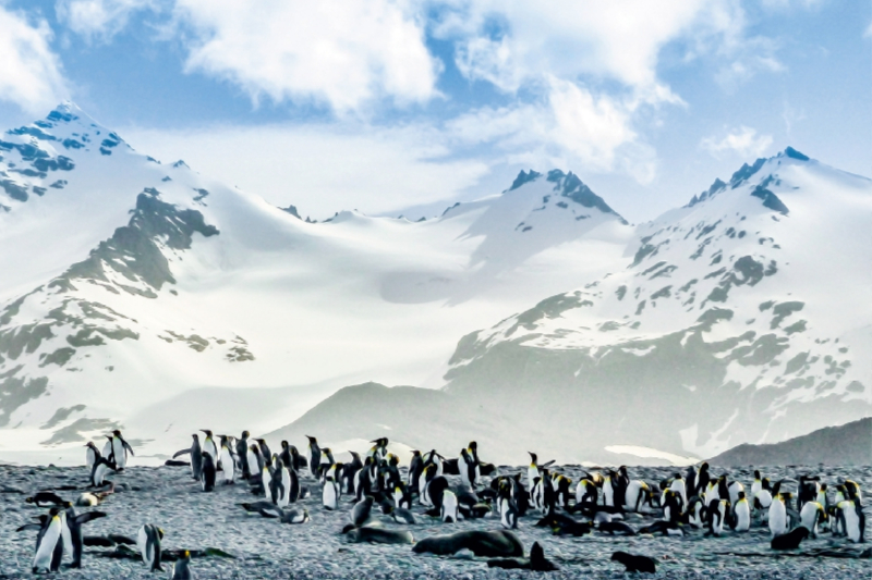 Pinguin Kolonie im Naturparadies Antarktis