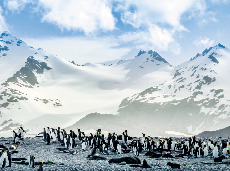 Pinguin Kolonie im Naturparadies Antarktis