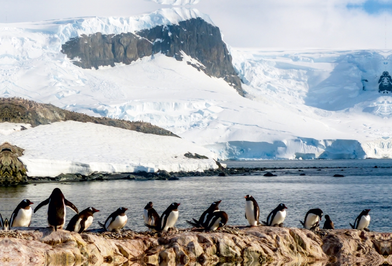 Pinguin Kolonie im Naturparadies Antarktis