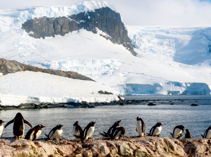 Pinguin Kolonie im Naturparadies Antarktis