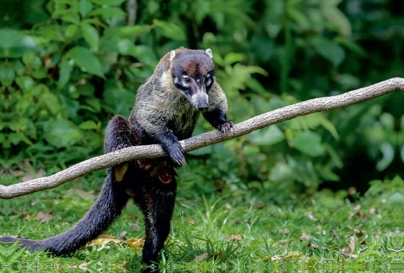 Nasua, der Nasenbär