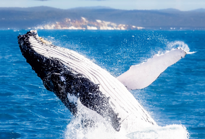 Buckelwal bei Hervey Bay