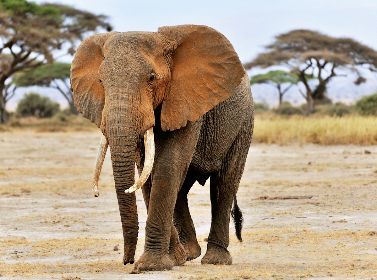 Elefant in Amboseli