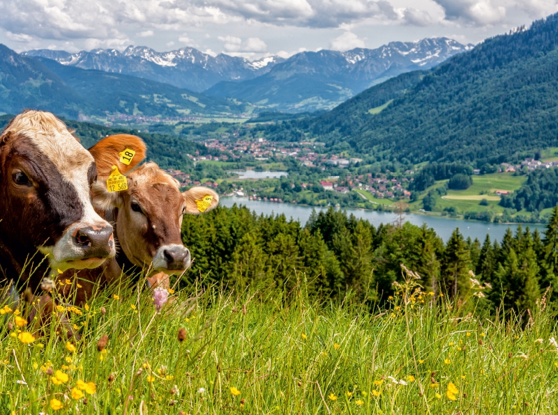 Sicht auf den Alpsee in Immenstadt