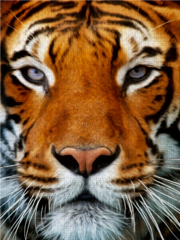 Tiger Portrait