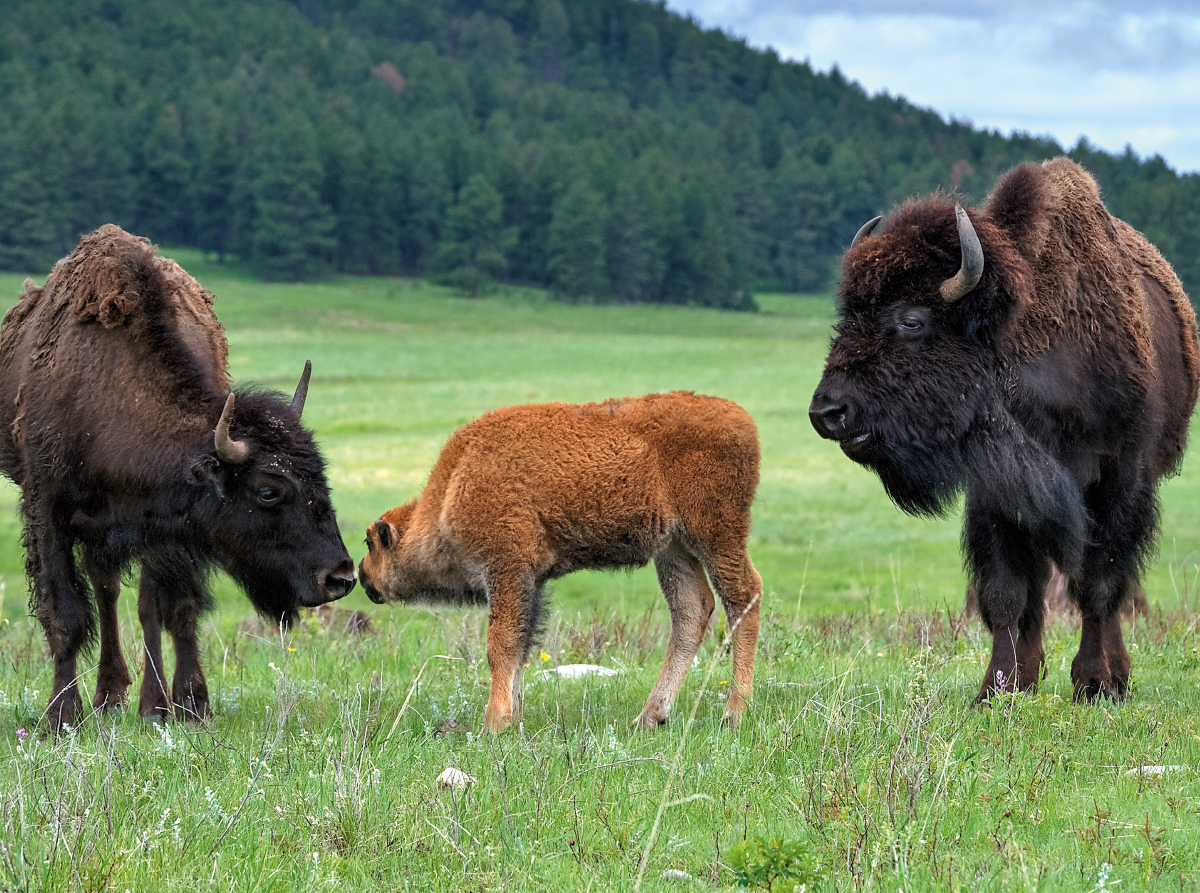 Bison Familie im Custer State Park