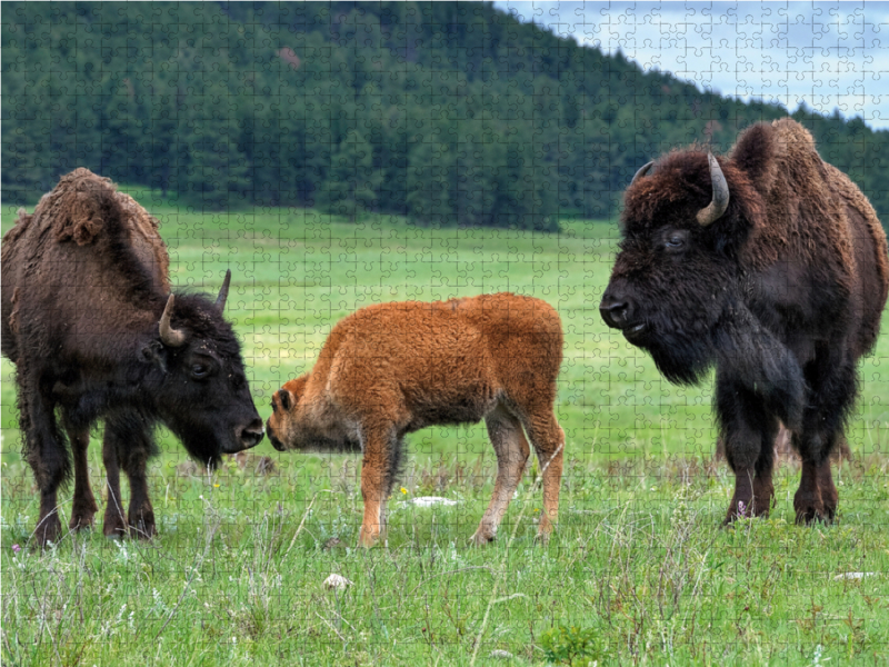 Bison Familie im Custer State Park