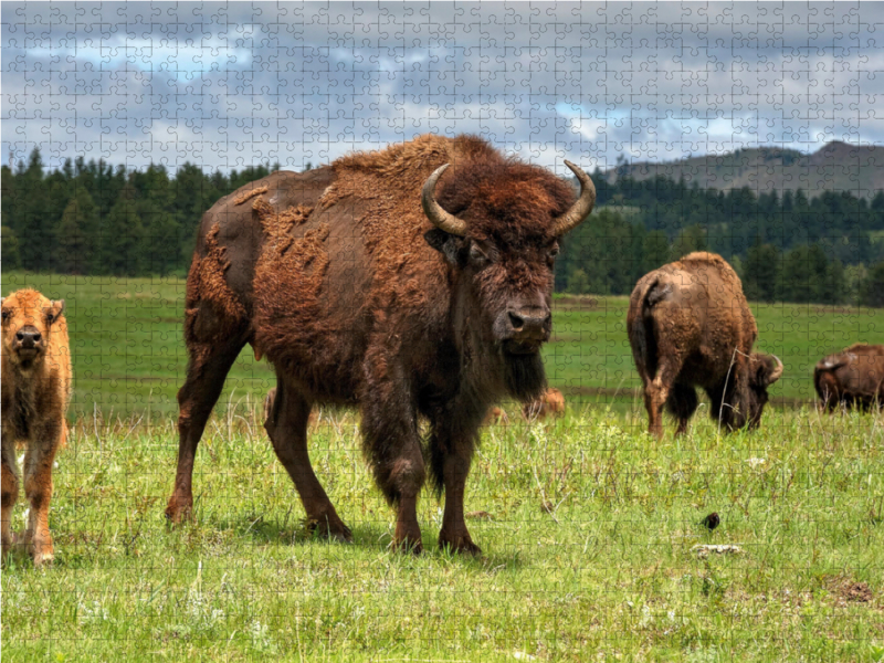 Bison Familie im Custer State Park