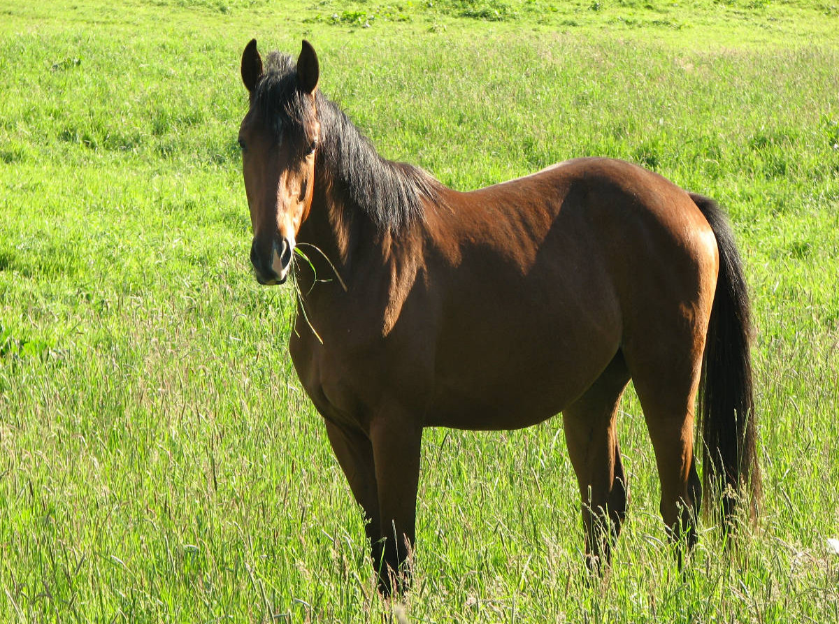 Pferd auf der Weide