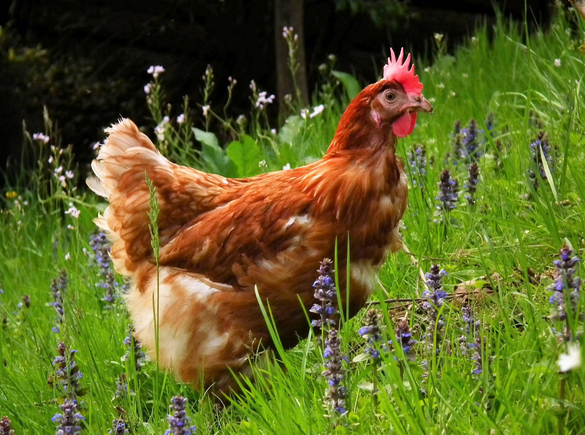 Huhn im Garten