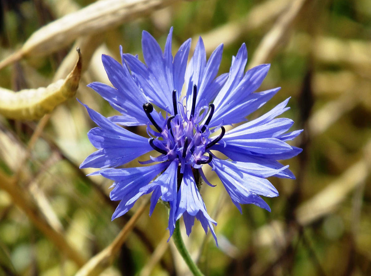 Ein Motiv aus dem Kalender Kornblumen - Blaue Schönheiten