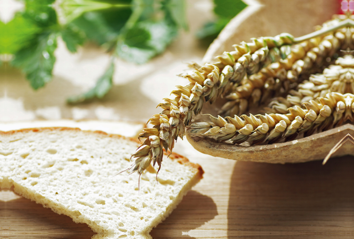 Frisches Getreide zum Backen