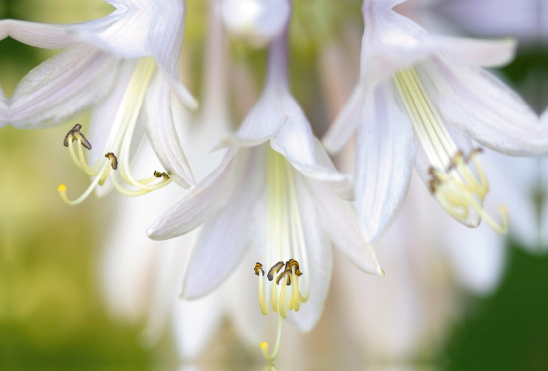 Drei Funkienblüten