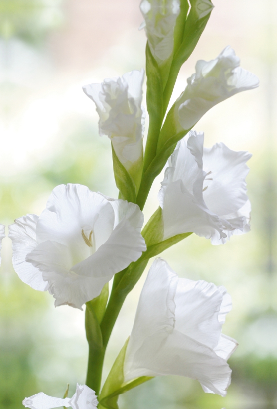 Weiße Gladiole