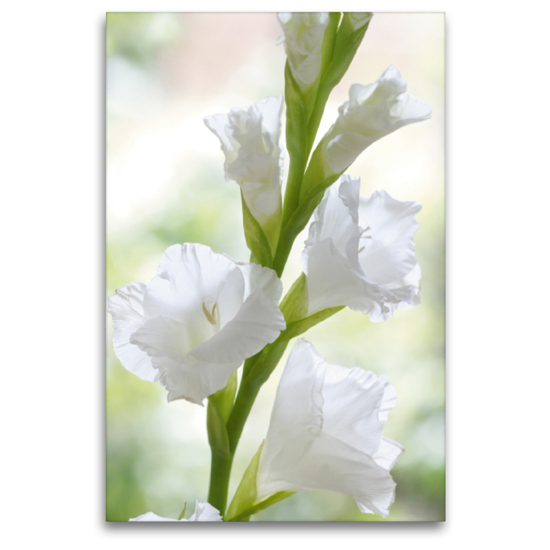 Weiße Gladiole