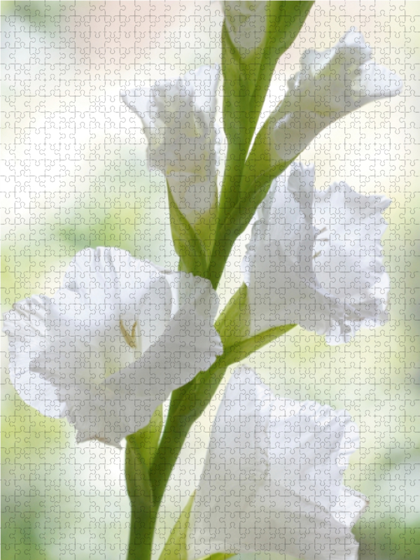 Weiße Gladiole