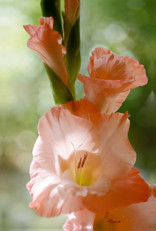 Gladiole