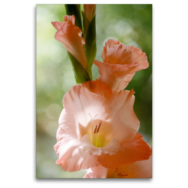 Gladiole