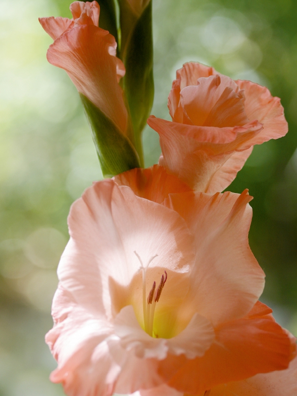 Gladiole