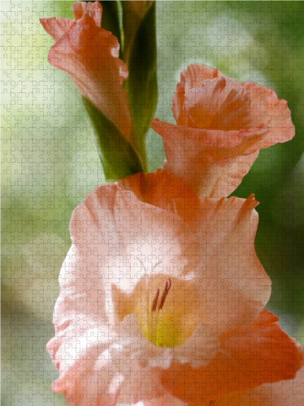 Gladiole