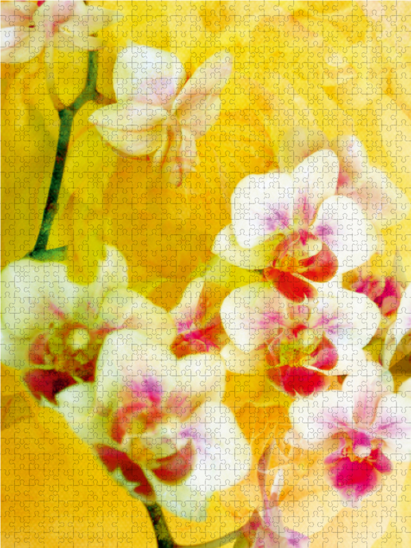 Sonnige Orchideen