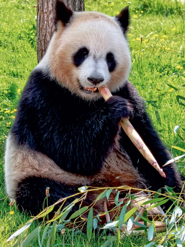 Panda