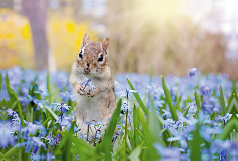 Streifenhörnchen auf der Frühlingswiese