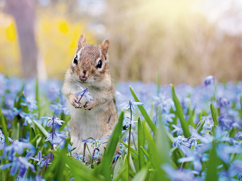 Streifenhörnchen auf der Frühlingswiese