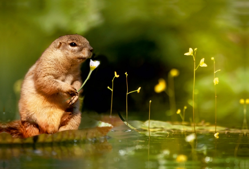 Ein Eichhörnchen beim Blumenpflücken