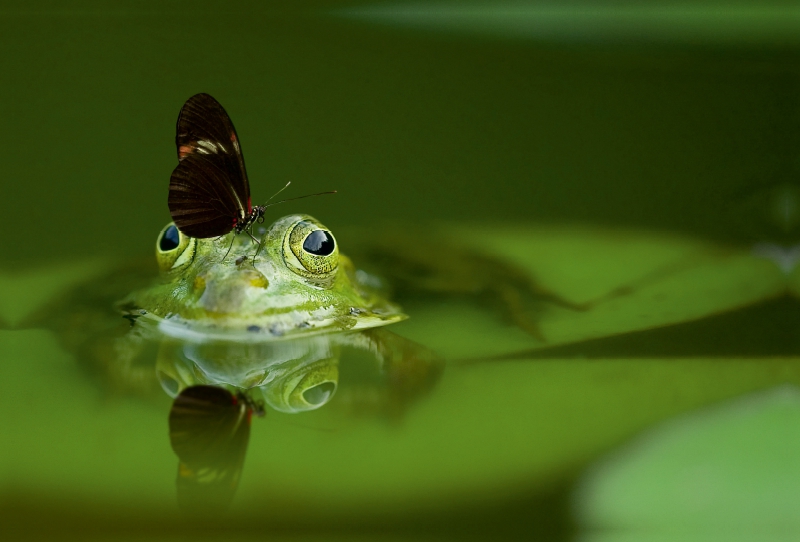 Hübscher Frosch als Schmetterling-Landeplatz