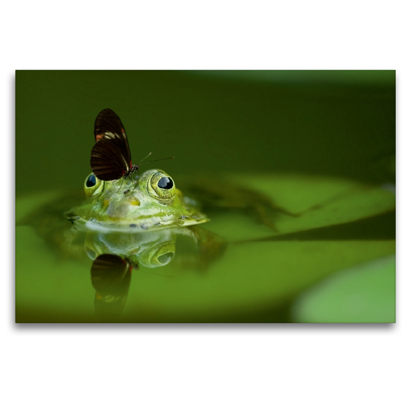 Hübscher Frosch als Schmetterling-Landeplatz