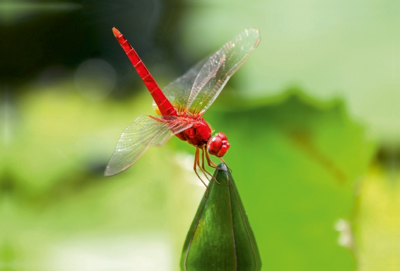 Eine schöne Libelle