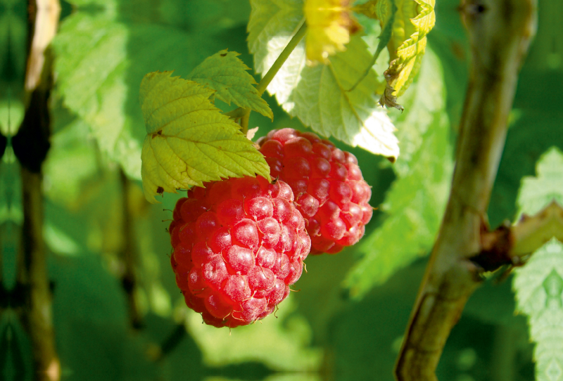 Ein Motiv aus dem Kalender Himbeeren. Köstliche und gesunde Schönheiten