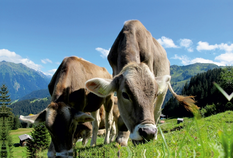 Kühe auf der Alm im Ennstal