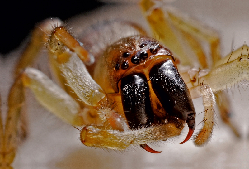 Beißwerkzeug einer Spinne