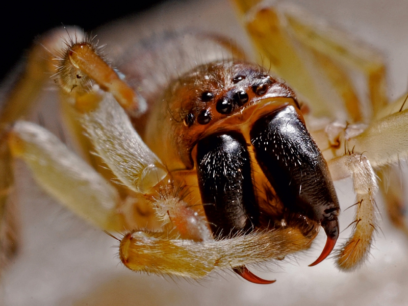 Beißwerkzeug einer Spinne