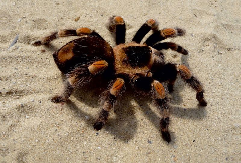 Mexikanische Vogelspinne