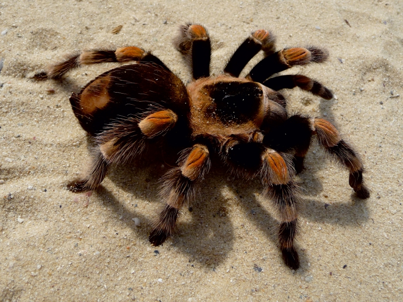 Mexikanische Vogelspinne